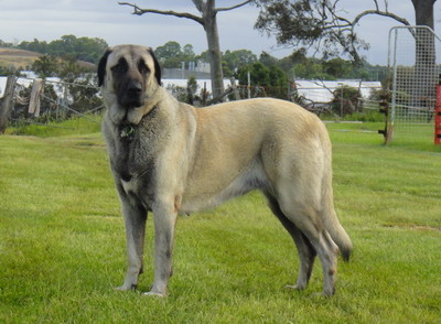 brindle anatolian shepherd puppies for sale