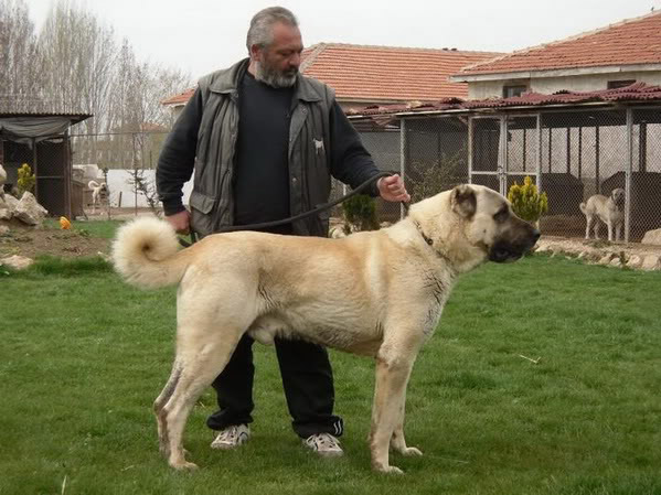 kangal kennels