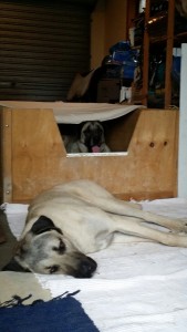 Anxious Dad waiting - Mother to be in whelping box!